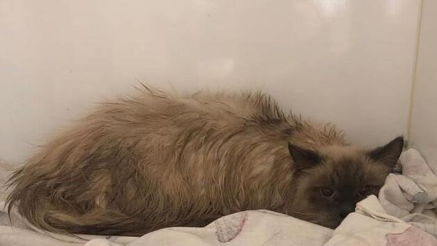 Feucht: Nach dramatischer Rettung von 115 Katzen aus Mini-Wohnung - "Lichtblick" für die Tiere