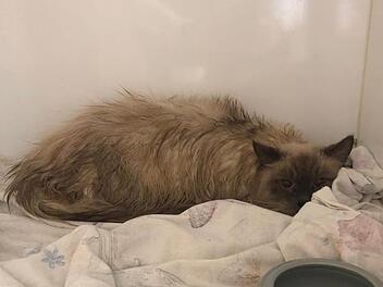 Feucht: Nach dramatischer Rettung von 115 Katzen aus Mini-Wohnung - "Lichtblick" für die Tiere
