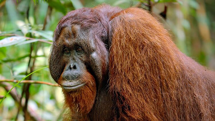 Dieses gro&szlig;e Orang-Utan-M&auml;nnchen aus Borneo ist auf der Suche nach Fr&uuml;chten und anderer Nahrung.