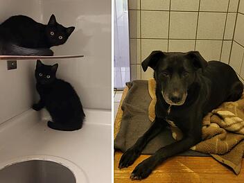 Tierheim Kulmbach mit "Black Friday": Tierschützer stellen besondere Katzen und Hunde vor