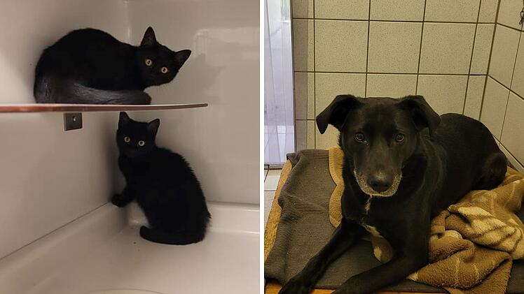 Tierheim Kulmbach mit "Black Friday": Tierschützer stellen besondere Katzen und Hunde vor
