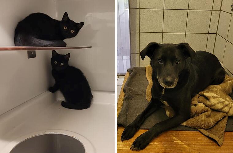 Tierheim Kulmbach mit "Black Friday": Tierschützer stellen besondere Hunde und Katzen vor