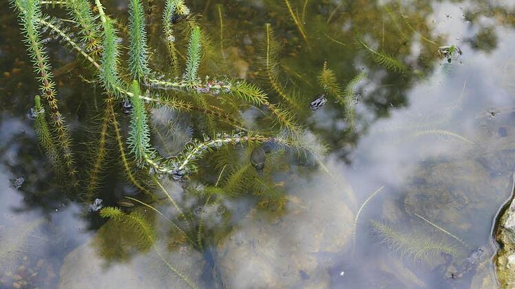 Wasserpflanzen im Teich Foto: Barbara Herbst