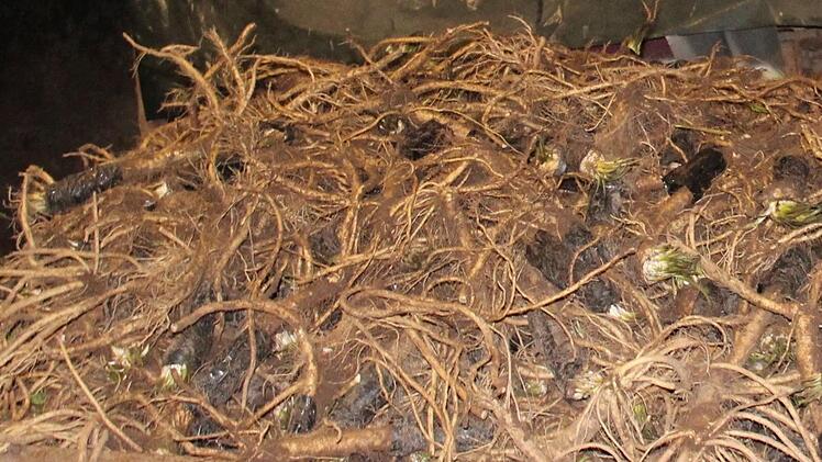 frisch geernteter Kren  Foto: privat