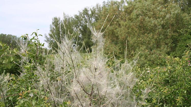 Verwechslungsgefahr: Die harmlose Gespinstmotte Foto: privat