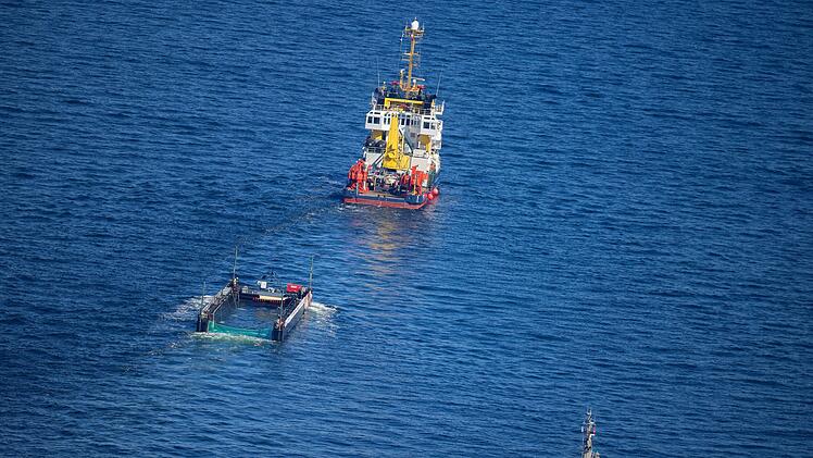 Weitere Entwicklung zum Buckelwal in der Ostsee