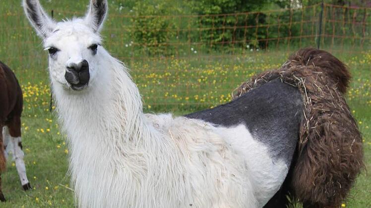 Samuel Müller ist fasziniert von den Lamas. "Lamas sind die Delfine der Weide", schwärmt er und erhofft sich gute Erfolge bei den Freizeiten mit ADHS-Kindern Foto: Sonja Adam