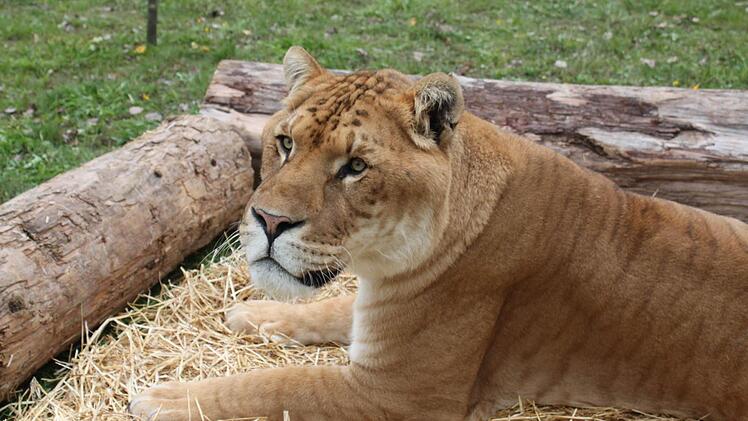 Ein Liger ist eine Mischung aus Löwe und Tiger. Foto: Mäuser