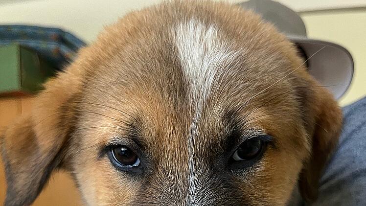 Tierheim Nürnberg: Ungewöhnlicher Welpen-Mix erstaunt Tierheim - "Ist uns wirklich ein Rätsel"