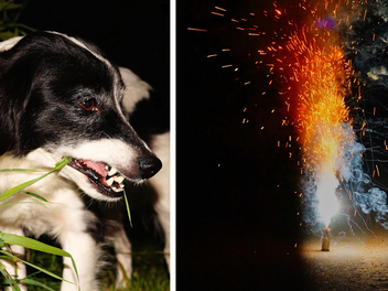 Feuerwerke nicht nur für Tiere gefährlich
