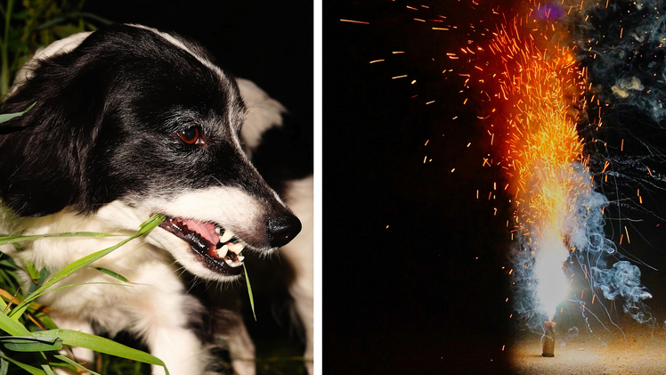 Nürnberg: Hundesuchhilfe berichtet von Horrortagen um den Jahreswechsel - "kaum zu beschreiben"