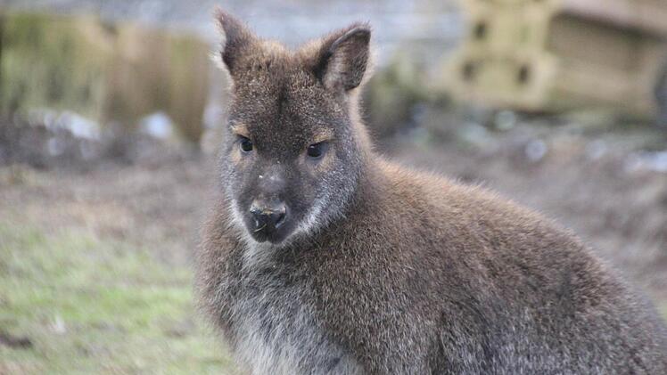 Treuer Blick aus Mini-Känguru-Augen.  Foto: Diana Fuchs