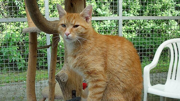 Kater Garfield muss nach Unfall in Klinik bleiben - OP zu teuer für Besitzer