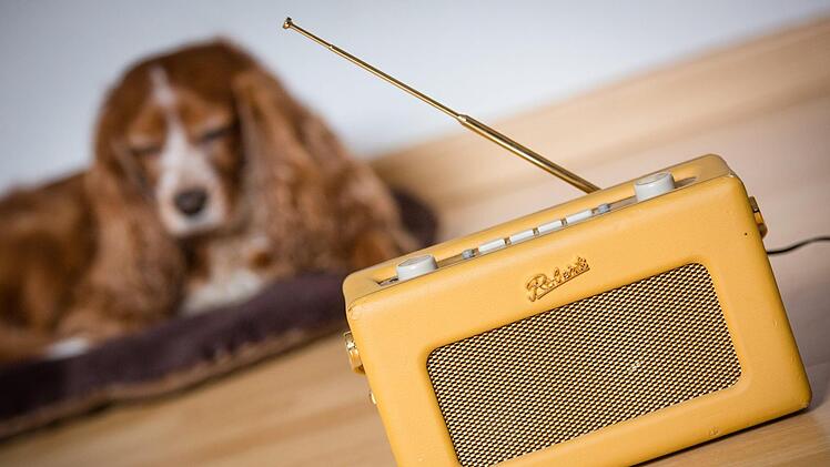 Beim Radio-Sender «Hallo Hasso» läuft Musik für Hunde. Foto: Christoph Schmidt/dpa