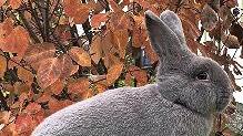 In Seidenhof k&ouml;nnen am Wochenende Kaninchen bestaunt werden.