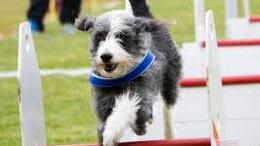 Galgomischling Pepe auf der Bahn Foto: Mike Schwalbach