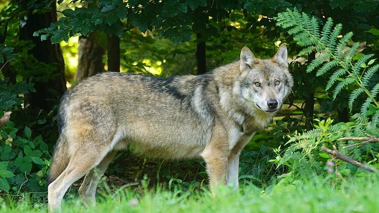 Landkreis Coburg: Wolf in der Region unterwegs - Gen-Proben bestätigen Verdacht
