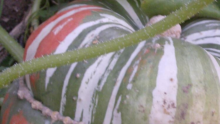 Im Garten der Familie Trautner in Gräfenberg. Foto: Petra Malbrich