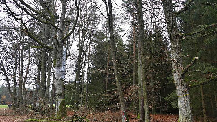 Diese Buchengruppe soll, obwohl teilweise mit Folie eingepackt, soll nun doch nicht gefällt werden.  Foto: privat