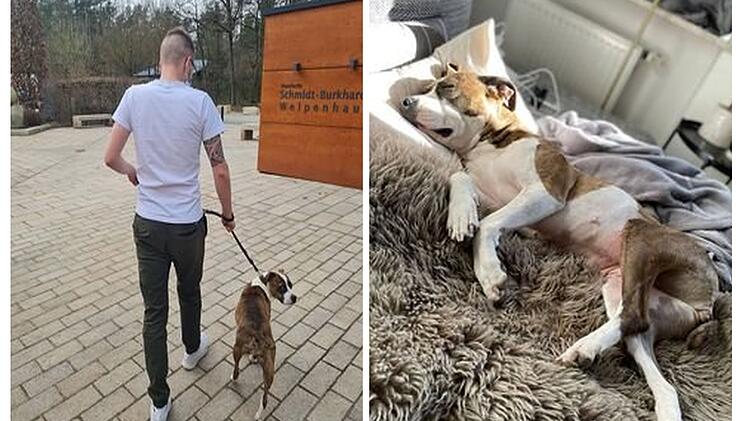 Tierheim Nürnberg: Paar gibt "Kampfhund" Chance - Erwartungen werden weit übertroffen