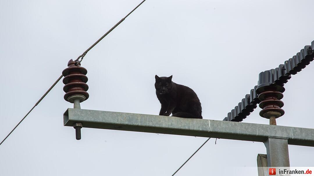 Katze Molli löst Feuerwehreinsatz aus