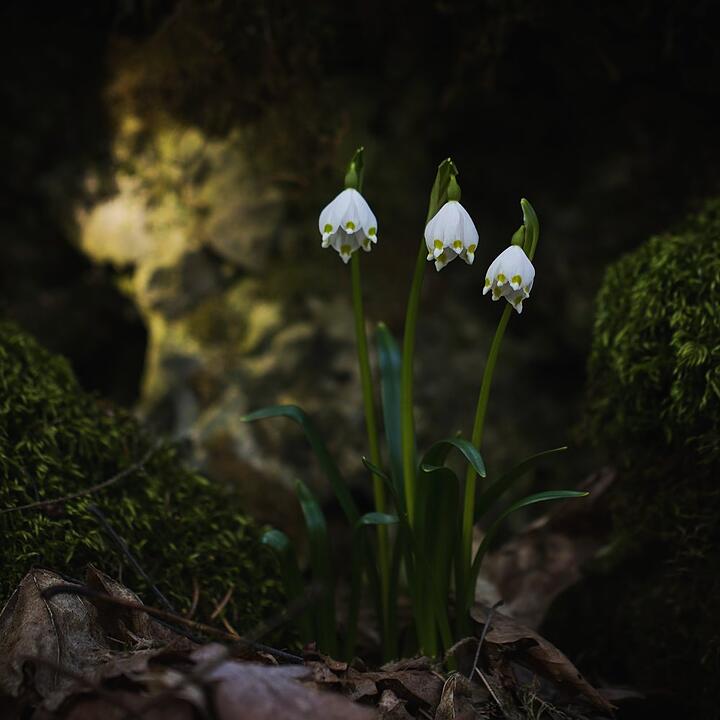 Die schönsten Frühlingsfotos aus Bayreuth und Umgebung