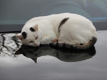 Gemütlich hat es sich diese Katze auf einem geparkten Auto gemacht.Heike Beudert