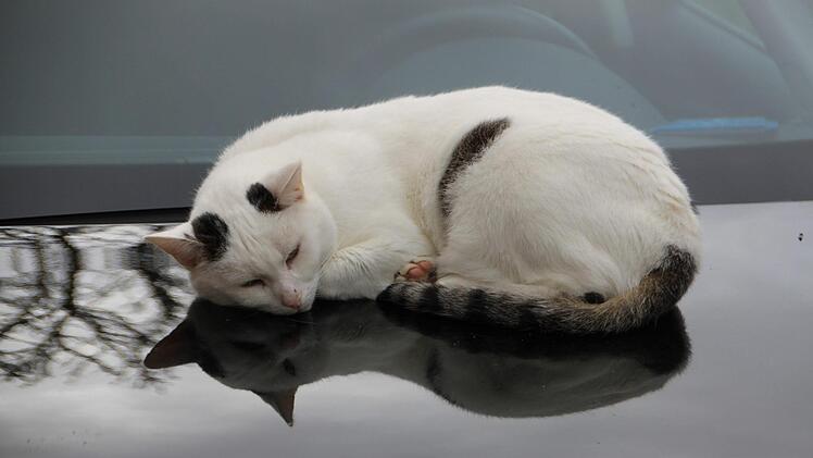 Gemütlich hat es sich diese Katze auf einem geparkten Auto gemacht.Heike Beudert