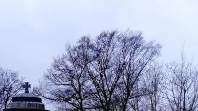 Alte und gesunde Bäume, die weit entfernt vom Kriegerdenkmal waren, wurden gefällt. Darüber regten sich einige Bürger auf. Foto: privat