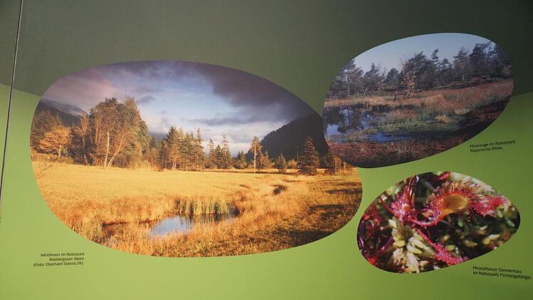 Vorgestellt werden in der Ausstellung gemeinsame Themen der Naturparke,  wie im gezeigten Beispiel die Moore. Foto: Marion Eckert