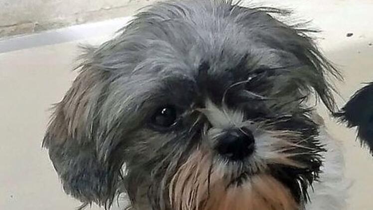 Tierheim Hof: Wieder einmal ausgesetzte Hunde gefunden - Hohe Belohnung auf "Hobbyzüchter" ausgesetzt