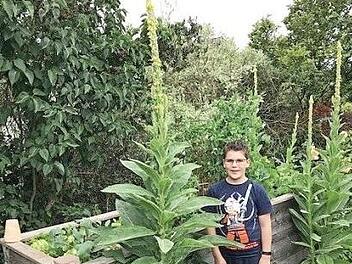 Die Königskerze im Garten von Christa Steiger misst stolze 2,55 Meter und wächst wohl noch weiter. Zu Vergleich: Der daneben stehende Nico ist 1,50 Meter groß.  Foto: K.- H. Hofmann