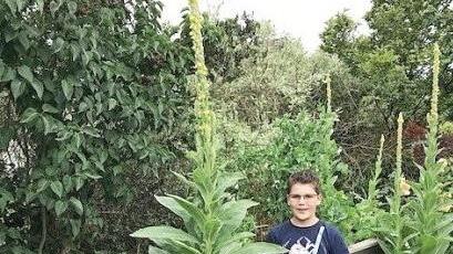 Die Königskerze im Garten von Christa Steiger misst stolze 2,55 Meter und wächst wohl noch weiter. Zu Vergleich: Der daneben stehende Nico ist 1,50 Meter groß.  Foto: K.- H. Hofmann