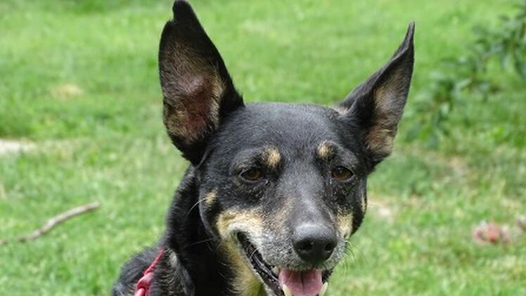 Hund Miley ist seit über zwei Jahren im Tierheim Bayreuth