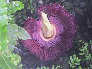 Bayreuth: Größte Blume der Welt Titanwurz blüht aktuell - Öffnungszeiten verlängert