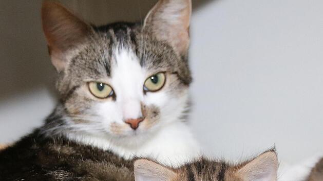 Die Stadt zahlt dem Tierheim Wannigsmühle einen Betrag für die Abholung und Verwahrung von Fundtieren. Der Stadtrat entschied, diesen zu erhöhen.