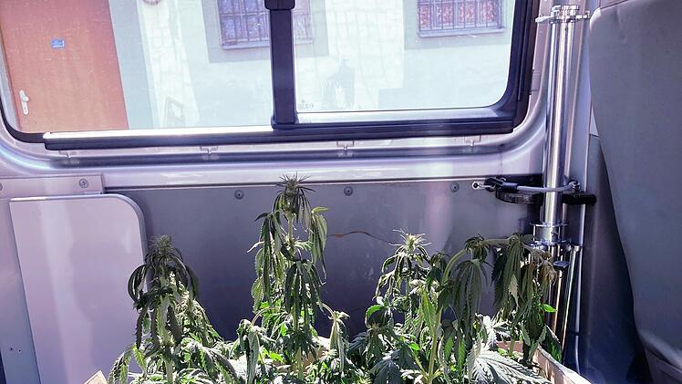 Marihuana-Aufzuchtanlage