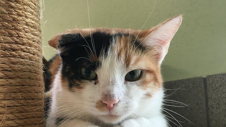 Tierheim Bamberg: Katze "Ria" kommt aus einer abgebrannten Unterkunft.