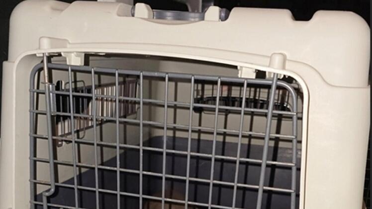 Tierheim Feucht: 14 Hundewelpen aus illegalem Transport gerettet