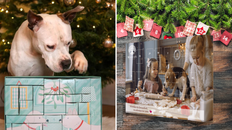 Mit den Adventskalendern für Hunde & Co. kannst du deinen Vierbeinern täglich eine Freude bereiten.