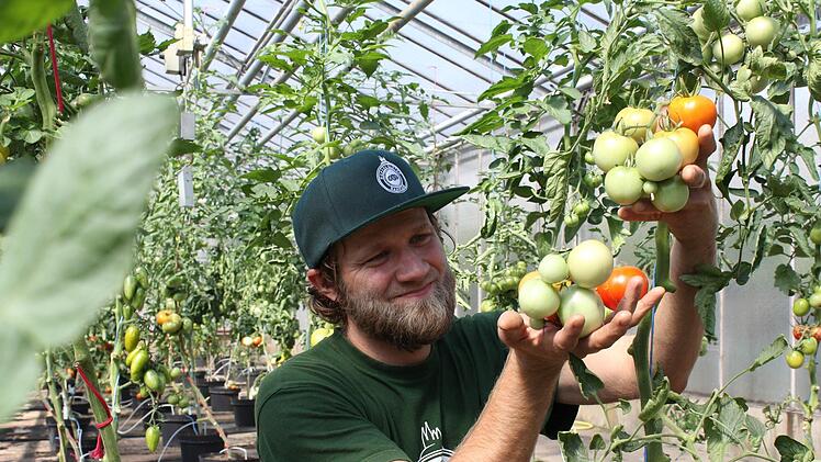 Kris Emmerling baut in Bamberg über 100 verschiedene Tomatensorten an - Besucher können in der Gärtnerei selbst ernten. Anna-Lena Deuerling