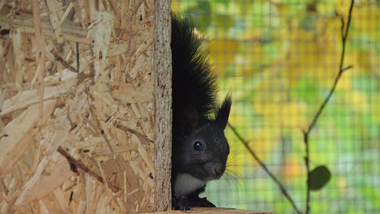 Foto: Ronald Rinklef