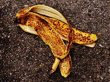 D&uuml;nger aus Bananenschalen: So gut funktioniert es wirklich