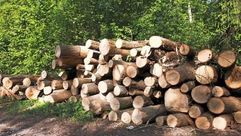 Wie das Holz zeigt,waren die Bäume kerngesund. Sie standen nur zu nahe an der Bebauung.  Fotos: Josef Hofbauer