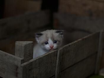 Tierheim Breitenbrunn: Zeugin entdeckt Transportbox bei Wertstoffcontainern - Katzenpaar ausgesetzt