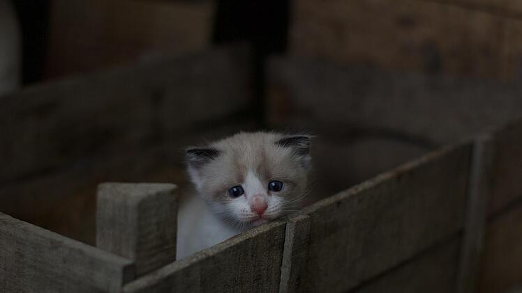 Tierheim Breitenbrunn: Zeugin entdeckt Transportbox bei Wertstoffcontainern - Katzenpaar ausgesetzt