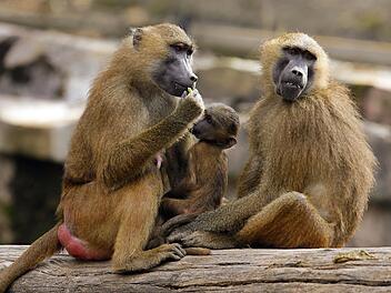 Tiergarten Nürnberg: Ernüchternde Neuigkeiten - Affen im Zoo kurz vor Tötung?