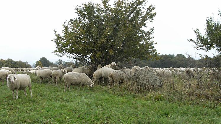 Schafe prägen das Bild der Langen Rhön. Foto: Joachim Rübel