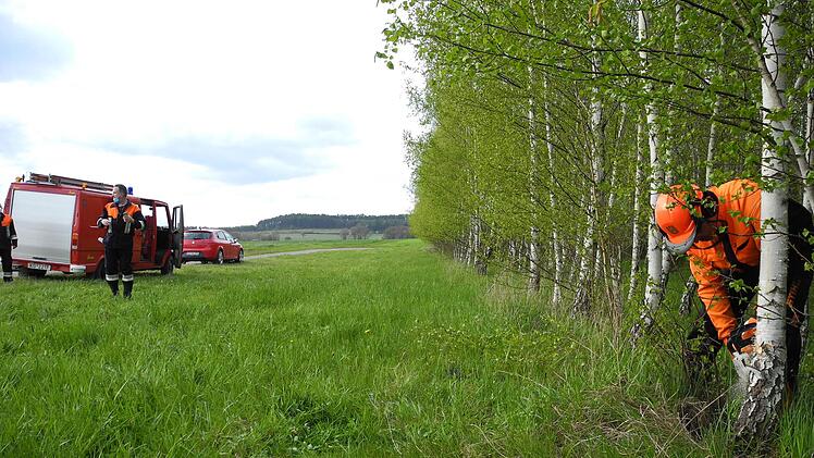 Im Wald wurde die Birke frisch geschlagen. Foto: ssp