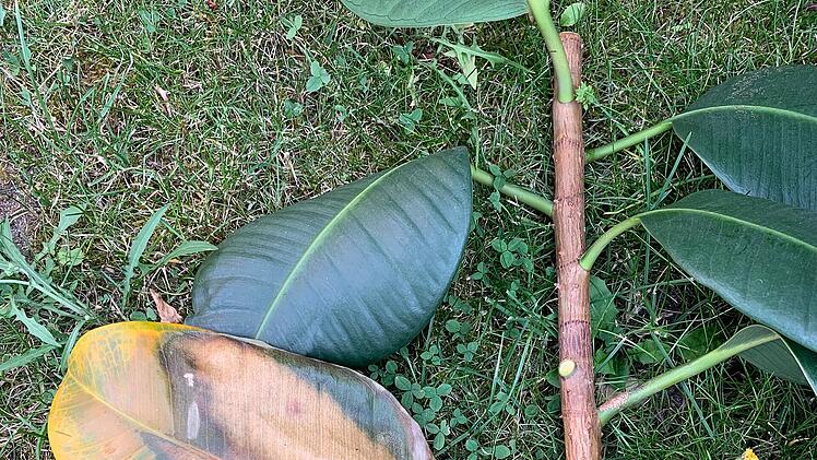 Roth: Meteorit &uuml;ber Franken - Ehepaar findet "ungew&ouml;hnlichen" Stein im Garten